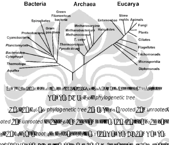 Gambar 2.1 Contoh phylogenetic tree 