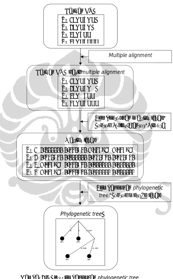 Gambar 2.5 Alur pembangunan phylogenetic tree Barisan DNA 