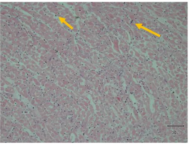 Gambar  3.  Histopatologi  jantung  tikus  putih kelompok P1 (400x, HE), ditemukan  nekrosis  multifokal  (tanda  panah  kuning)  dan peradangan bersifat fokal (tanda panah  hitam)