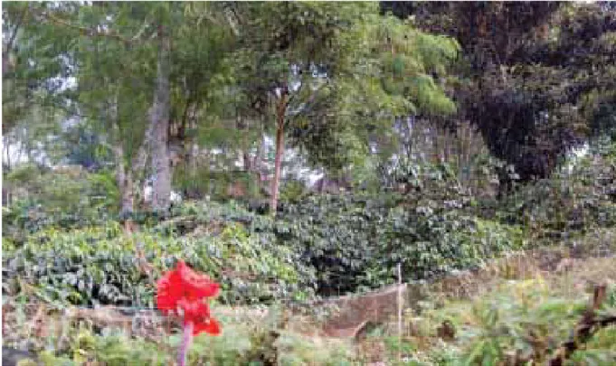 Gambar 1.   Praktek Kopi Konservasi:  Penanaman tanaman peneduh (shaded tree) di sela-sela tanaman kopi pada lahan  terbuka.