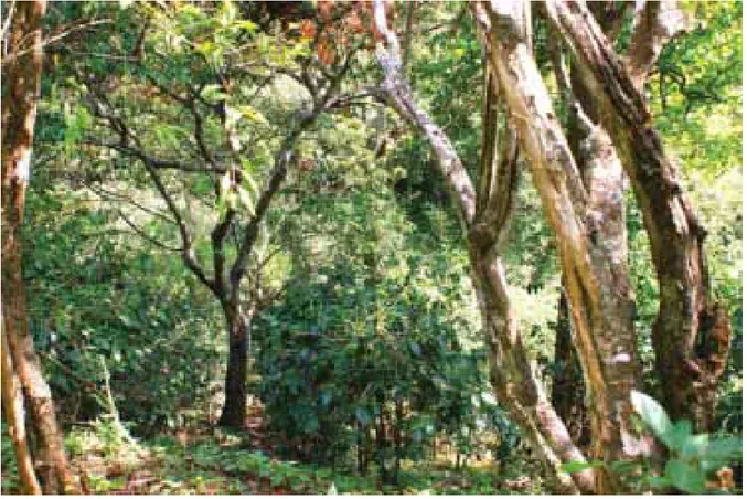 Gambar 2.   Praktek Kopi Konservasi:  Penanaman kopi di sela-sela pohon hutan dan tanpa menebang pohon-pohon yang ada.