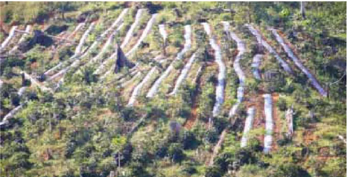 Gambar 4.   Praktek Non Kopi Konservasi:  Pembukaan hutan yang tidak terencana akan berdampak pada peningkatan lahan  kritis dan kerusakan hutan, karena tidak semua lahan baru ini cocok untuk tanaman kopi.