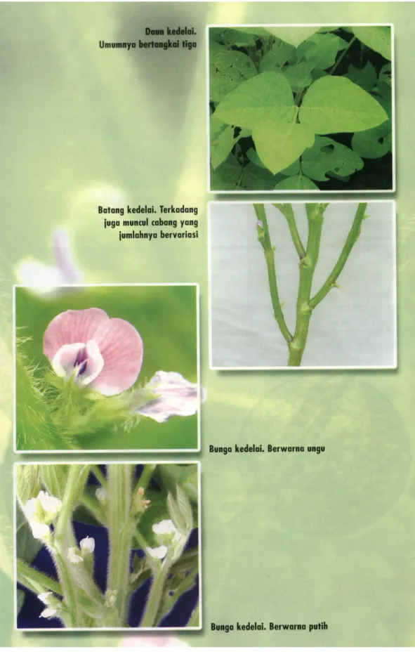 Gambar 2. Daun, batang, cabang dan bunga kedelai 