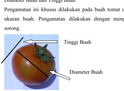 Gambar 2. Cara Pengukuran Buah Tomat Tinggi Buah  