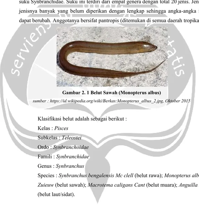 Gambar 2. 1 Belut Sawah (Monopterus albus) 