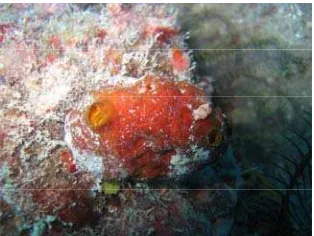 Gambar 3  Spons laut Petrosia  sp., berbentuk lembaran: (a) melekat pada substrat karang; (b) dengan makrofauna pada permukaannya (berwarna putih)