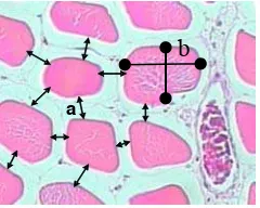 Gambar 5  Pengukuran jarak antar serabut otot ditandai oleh garis dengan ujung tanda panah (a) dan diameter serabut otot yang ditandai oleh garis dengan ujung bulat (b)