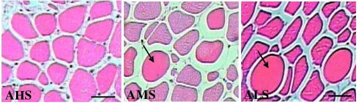 Gambar 8  Potongan melintang otot dada (M. pectoralis) pada 5 jam postmortem memperlihatkan struktur serabut otot