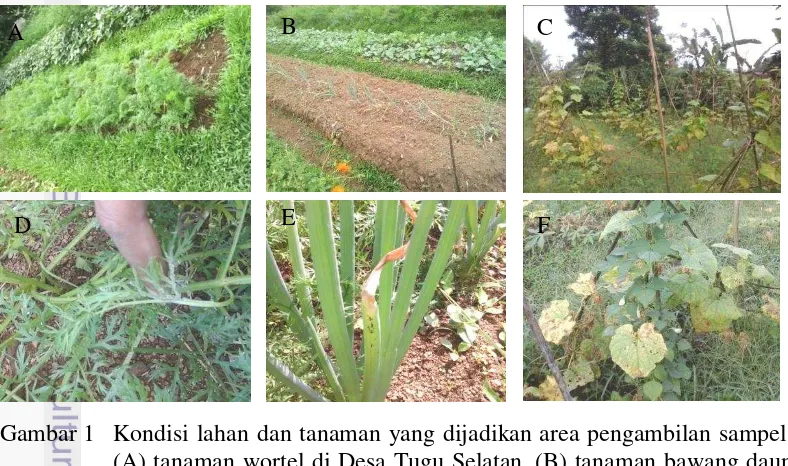Gambar 1 Kondisi lahan dan tanaman yang dijadikan area pengambilan sampel. (A) tanaman wortel di Desa Tugu Selatan, (B) tanaman bawang daun di Desa Tugu Selatan, (C) tanaman mentimun di Desa Taman Sari 