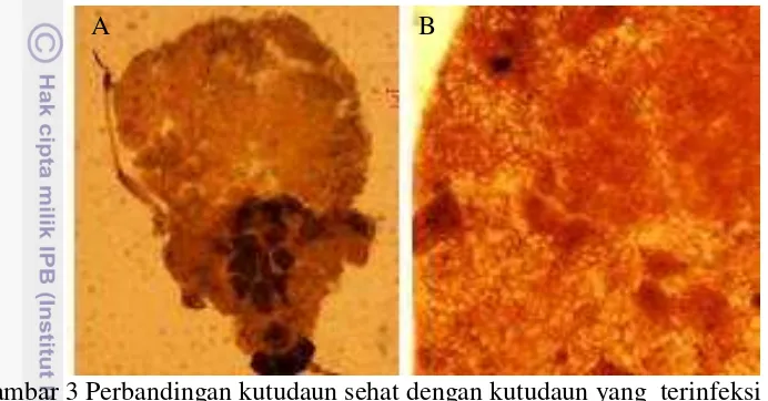 Gambar 3 Perbandingan kutudaun sehat dengan kutudaun yang  terinfeksi badan 