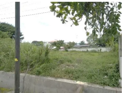 Gambar 4.16 Vegetasi sekitar site 