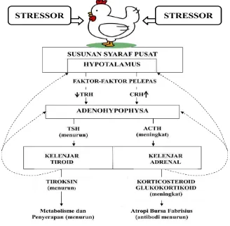 Gambar 3.  Mekanisme immunosupresif dan gangguan metabolisme akibat stress 