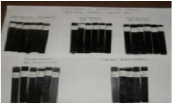 Gambar 2. Spesimen Uji Lentur 