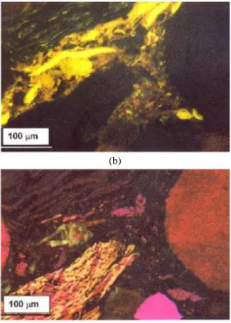 Gambar 2.7 Fotomikrograf komposit kampas rem dalam: (a) cahaya putih  terpantul, (b) cahaya fluoresen, dan (c) cahaya terpolarisasi (Weiss et al., 