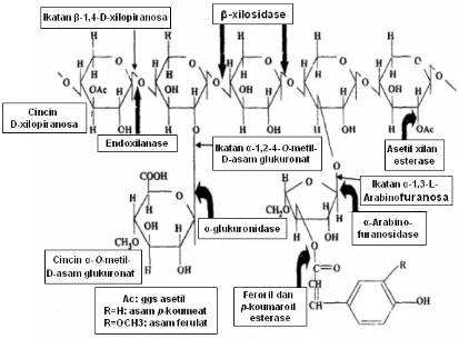 Gambar 1  Struktur xilan dengan residu pengganti dan letak ikatan yang dipecah oleh                   enzim xilanolitik (Beg et al