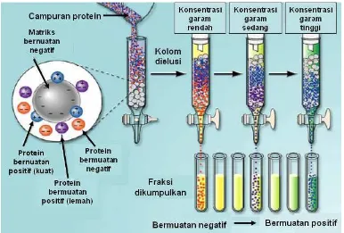 Gambar 3  Pemurnian enzim dengan kromatrografi pertukaran ion.        http://voh.chem.ucla.edu/vohtar/winter99/153L/lec1.html