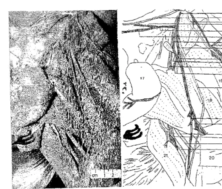 Gambar 4. Daerah pelvis dan paha medial, kiri. 