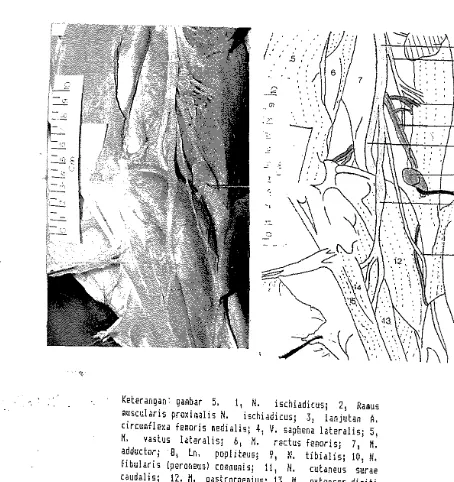 Gambar 5. Daerah paha lateral, kiri (a). 