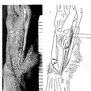 Gambar 10. Daerah Tarsus lateral, kiri. 