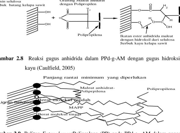 Gambar  2.8    Reaksi gugus anhidrida dalam PPd-g-AM dengan gugus hidroksil  kayu (Caulfield, 2005)  Lignin Selulosa Maleat anhidrat- Poliprpilena Polipropilena MAPP Berat molekul tinggi Berat molekul rendah
