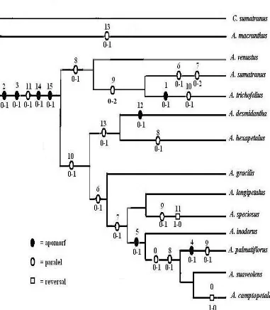 Fig. 4. Cladogram of Artabotrys in East Malesia 