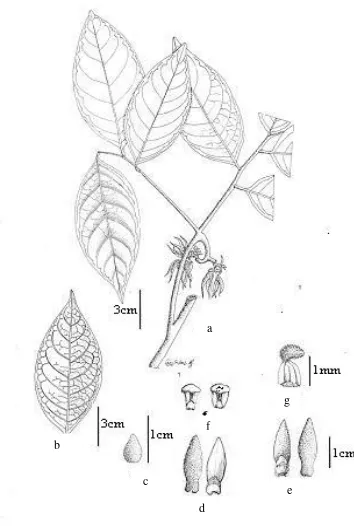 Fig. 5. A. desmidantha Diels ex Triasti.: a. habit, b. leaf, c. sepal, d. outer petal, e
