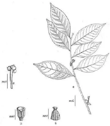 Fig. 6. Artabotrys gracilis            stigma  (from  King: a. habit, b. calyx, c. stamen, d