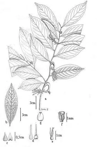 Fig. 8. Artabotrys inodorus            e. inner petal, f. stamen, g. carpel (a-g:  Zipp.: a