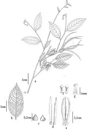 Fig. 9.Artabotrys longipetalus Triasti.: a. habit, b. leaf, c. sepal, d. outer petal, e