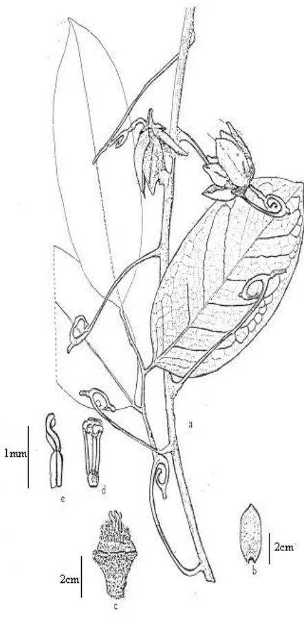 Fig. 10. Artabotrys macranthus            arrangement, d. stamen, e. carpel and stigma (from  Holthuis: a