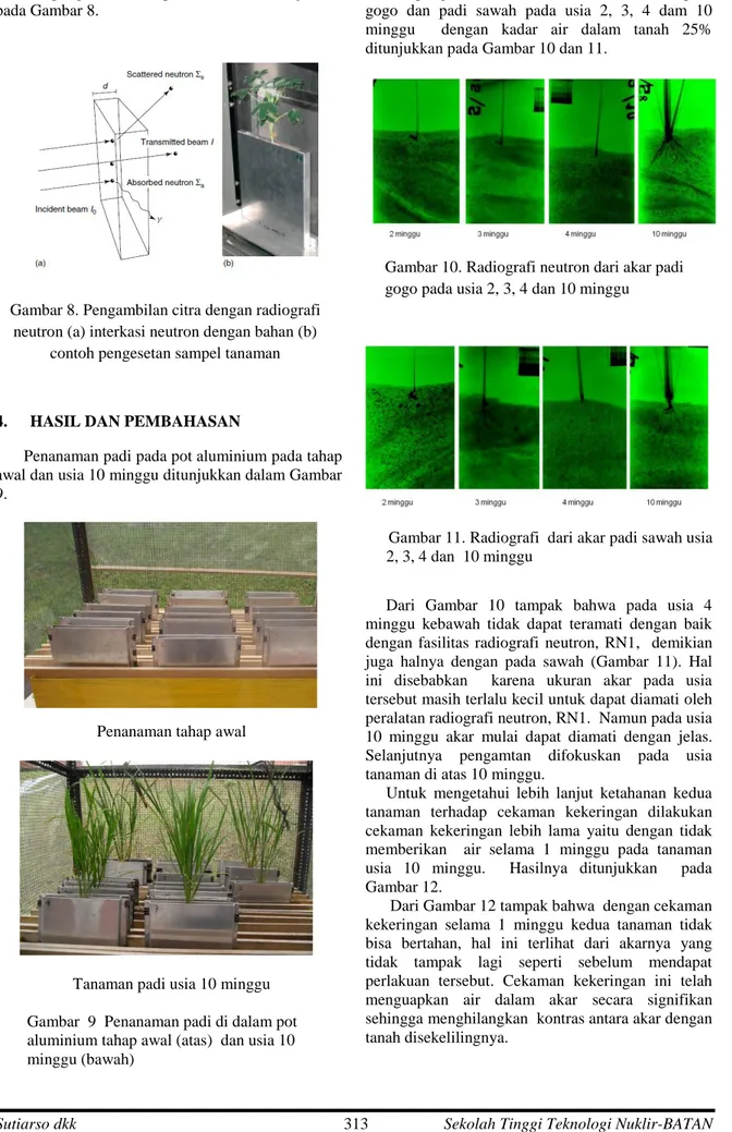 Gambar 11. Radiografi  dari akar padi sawah usia         2, 3, 4 dan  10 minggu 