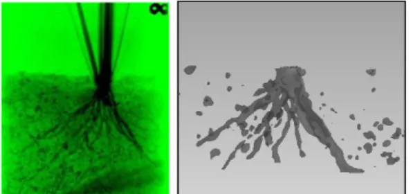 Gambar 14.  Citra tomografi neutron  3D dari akar  padi  gogo  usia  10  minggu    dengan  perbandingan  dengan  citra radiografi neutron 2D 
