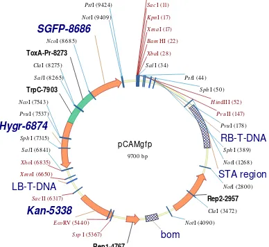 Gambar 3 Peta plasmid pCamb-GFP (Sesma & Osbourne 2004) 