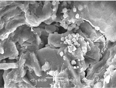 Gambar  3.4  Hasil  image  dari  SEM  dengan  perbesaran  2000  kali  (WISFIR  laboratory research report, 2007)