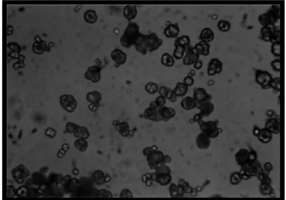 Foto  optik  sampel  PCC  dengan  menggunakan  asam  nitrat  HNO 3   dengan  pembesaran  400  kali  seperti yang terlihat pada Gambar 1