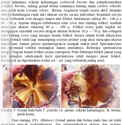 Gambar 5  Gonad bulu babi  T. gratilla (A. jantan: cokelat kekuningan;  B. betina: 