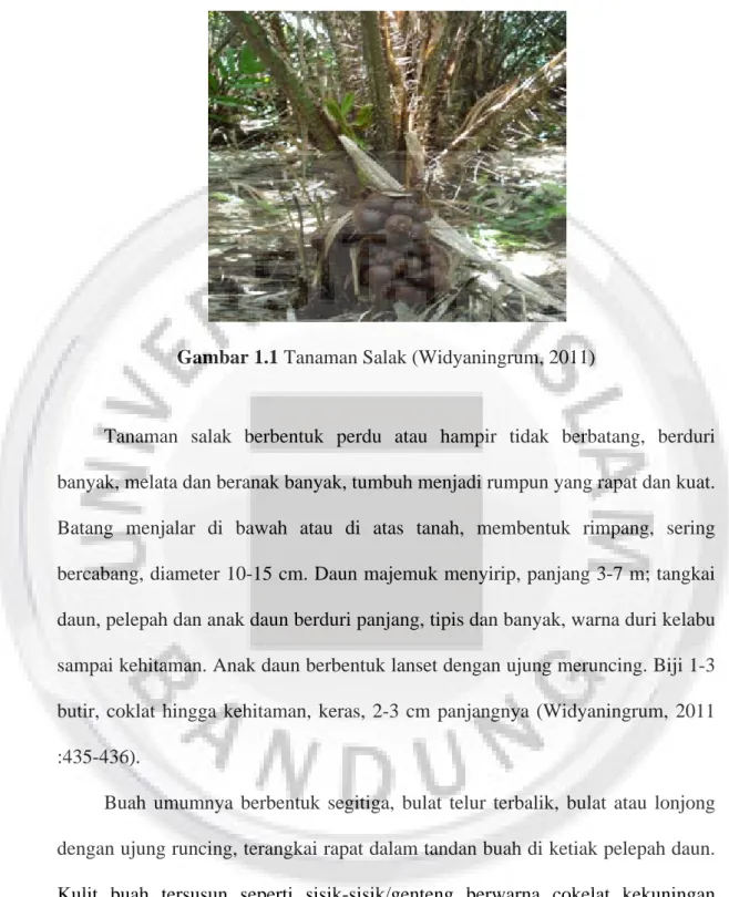 Gambar 1.1 Tanaman Salak (Widyaningrum, 2011)