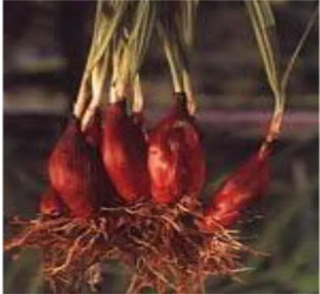 Tabel 1. Fitokimia Umbi Bawang Dayak (Eleutherine palmifolia) 