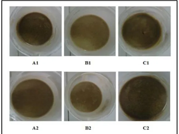 Gambar  1.  Uji  Organoleptis  Krim  Ekstrak  Biji  Lengkeng. (A1) Formula 1, PGA 10%, CMC Na 8%, (B1)  Formula 2, PGA 15%, CMC Na 8%, (C1) Formula 3, PGA  20%, CMC Na 8%, (A2) Formula 4, PGA 10%, CMC Na  9%, (B2) Formula 5, PGA 15%, CMC Na 9%, (C2) Formul