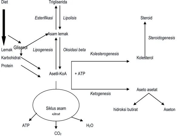 Gambar 2.1. Ikhtisar Metabolisme Lemak 