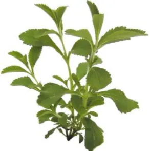 Gambar 2.7. Stevia Rebaudiana (Lemus-Mondaca et al., 2012) 