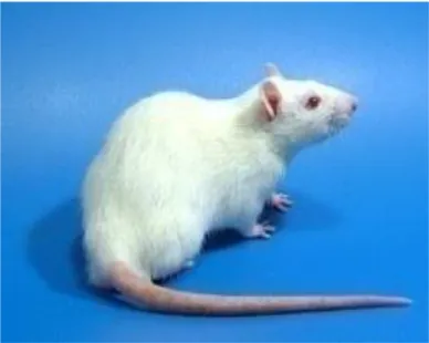 Gambar 2.7 Tikus Putih 