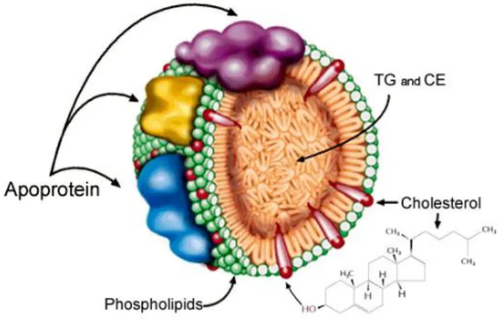 Gambar 2.1 Partikel Lipoprotein 
