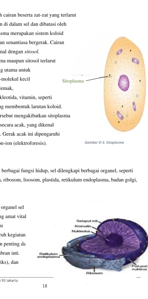 Gambar D-3. Sitoplasma