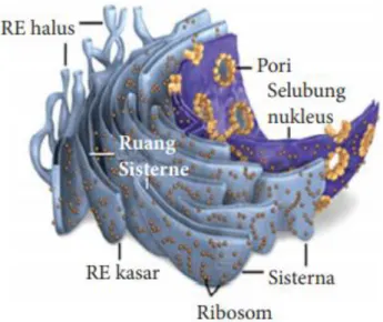 Gambar D-5. Retikulum Endoplasma 
