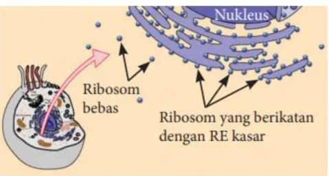 Gambar D-7. Sentriol 