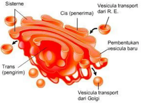 Gambar D-8. Badan Golgi