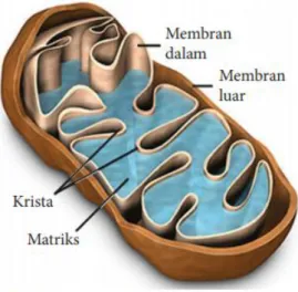 Gambar D-10. Mitokondria 