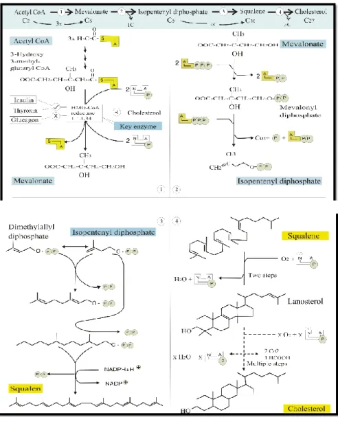 Gambar 2.4 Biosintesis Kolesterol (Koolman, 2005)  2.4.3  Lipoprotein 
