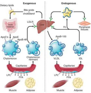 Gambar 2.8 Jalur Metabolisme Lipoprotein Eksogen dan Endogen (Harrison’s  Principles of Internal Medicine, 2011) 